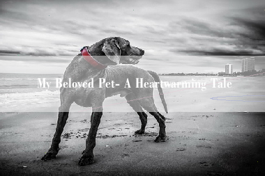 My Beloved Pet- A Heartwarming Tale