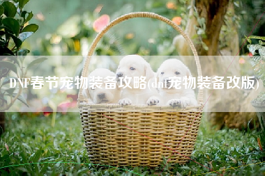 DNF春节宠物装备攻略(dnf宠物装备改版)