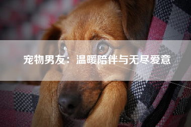 宠物男友：温暖陪伴与无尽爱意