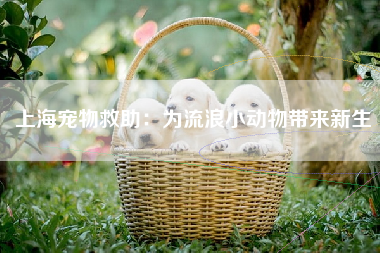 上海宠物救助：为流浪小动物带来新生
