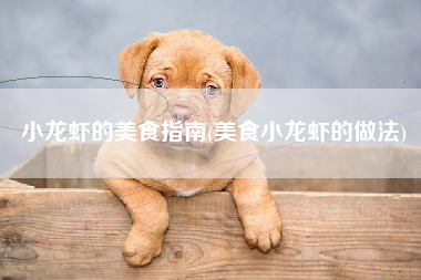 小龙虾的美食指南(美食小龙虾的做法)