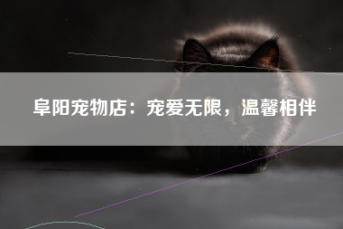 阜阳宠物店：宠爱无限，温馨相伴