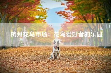 杭州花鸟市场：花鸟爱好者的乐园