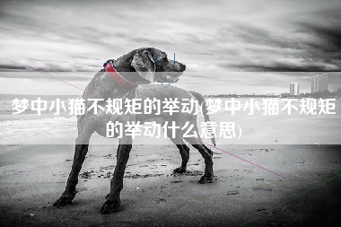 梦中小猫不规矩的举动(梦中小猫不规矩的举动什么意思)