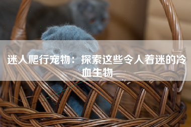 迷人爬行宠物：探索这些令人着迷的冷血生物