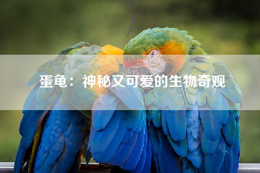 蛋龟：神秘又可爱的生物奇观
