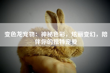 变色龙宠物：神秘色彩，炫丽变幻，陪伴你的独特宠爱