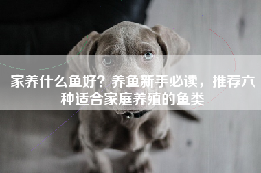 家养什么鱼好？养鱼新手必读，推荐六种适合家庭养殖的鱼类