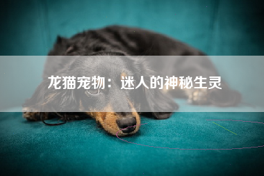 龙猫宠物：迷人的神秘生灵