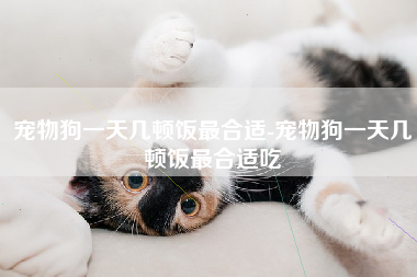 宠物狗一天几顿饭最合适-宠物狗一天几顿饭最合适吃