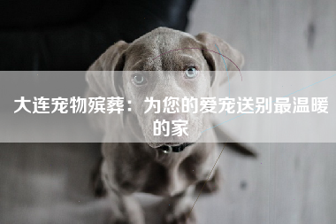 大连宠物殡葬：为您的爱宠送别最温暖的家