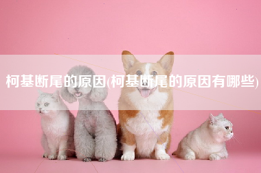 柯基断尾的原因(柯基断尾的原因有哪些)