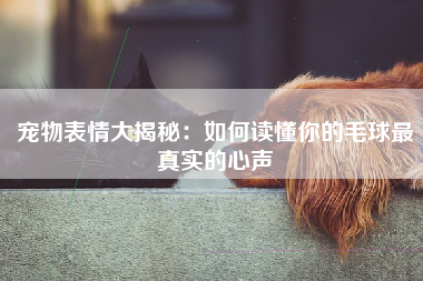 宠物表情大揭秘：如何读懂你的毛球最真实的心声