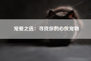 宠爱之选：寻找你的心仪宠物