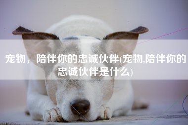 宠物，陪伴你的忠诚伙伴(宠物,陪伴你的忠诚伙伴是什么)