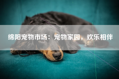 绵阳宠物市场：宠物家园，欢乐相伴