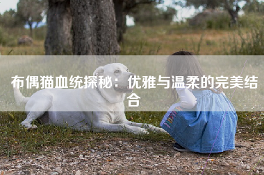 布偶猫血统探秘：优雅与温柔的完美结合