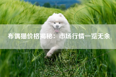 布偶猫价格揭秘：市场行情一览无余