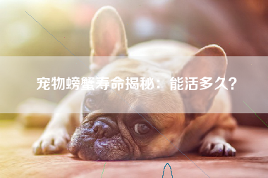 宠物螃蟹寿命揭秘：能活多久？