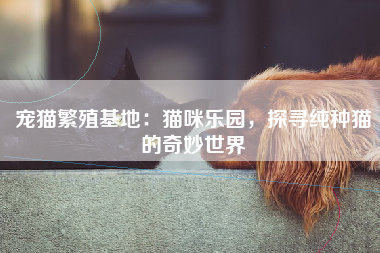 宠猫繁殖基地：猫咪乐园，探寻纯种猫的奇妙世界