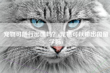 宠物可随行出国吗？(宠物可以带出国留学吗)