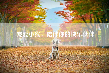 宠爱小猴，陪伴你的快乐伙伴