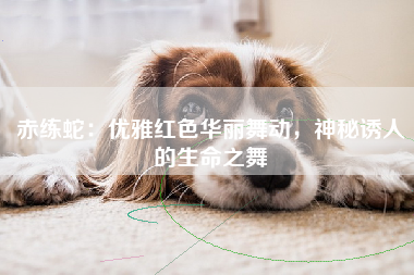 赤练蛇：优雅红色华丽舞动，神秘诱人的生命之舞