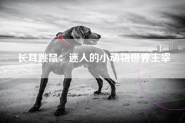 长耳跳鼠：迷人的小动物世界主宰