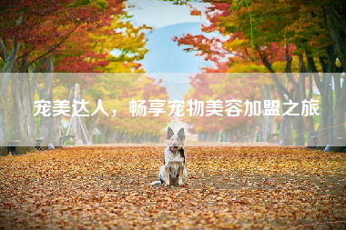 宠美达人，畅享宠物美容加盟之旅
