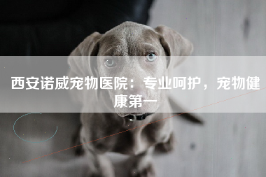西安诺威宠物医院：专业呵护，宠物健康第一