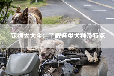 宠物犬大全：了解各类犬种及特点