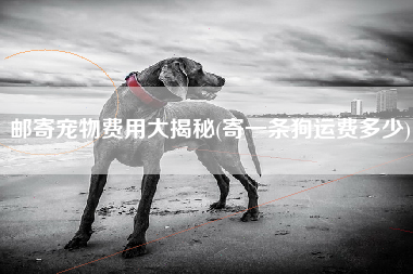 邮寄宠物费用大揭秘(寄一条狗运费多少)