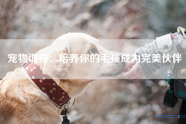 宠物训导：培养你的毛孩成为完美伙伴