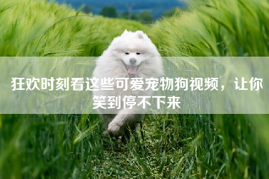 狂欢时刻看这些可爱宠物狗视频，让你笑到停不下来