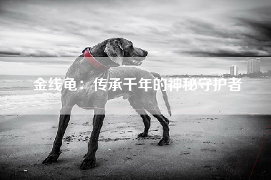 金线龟：传承千年的神秘守护者