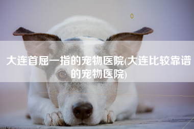大连首屈一指的宠物医院(大连比较靠谱的宠物医院)