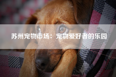 苏州宠物市场：宠物爱好者的乐园