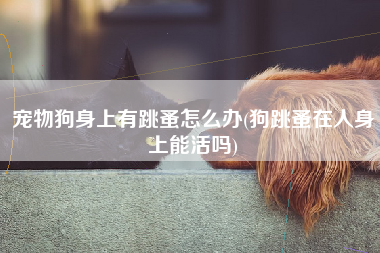 宠物狗身上有跳蚤怎么办(狗跳蚤在人身上能活吗)