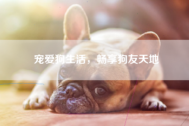 宠爱狗生活，畅享狗友天地