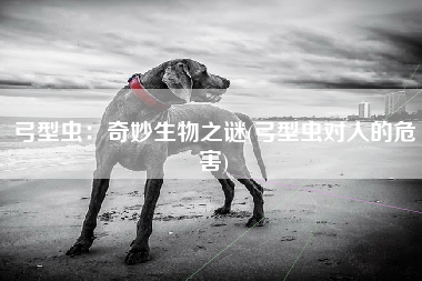 弓型虫：奇妙生物之谜(弓型虫对人的危害)