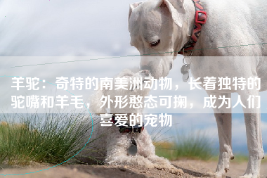 羊驼：奇特的南美洲动物，长着独特的驼嘴和羊毛，外形憨态可掬，成为人们喜爱的宠物