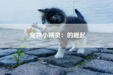 宠物小精灵：的崛起