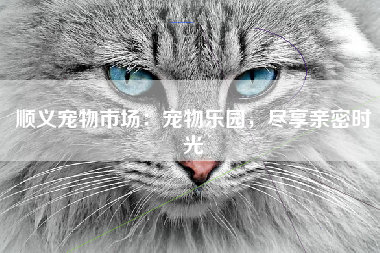顺义宠物市场：宠物乐园，尽享亲密时光