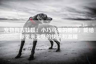 宠物狗吉娃娃：小巧可爱的陪伴，能给你带来无尽的快乐和温暖