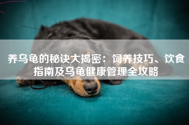 养乌龟的秘诀大揭密：饲养技巧、饮食指南及乌龟健康管理全攻略