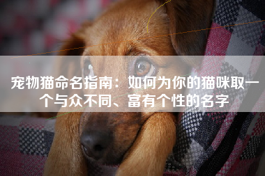 宠物猫命名指南：如何为你的猫咪取一个与众不同、富有个性的名字