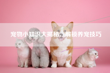 宠物小知识大揭秘，解锁养宠技巧