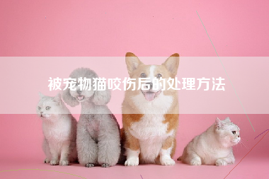 被宠物猫咬伤后的处理方法