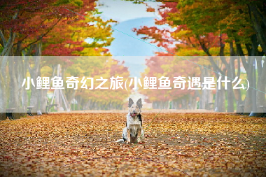 小鲤鱼奇幻之旅(小鲤鱼奇遇是什么)