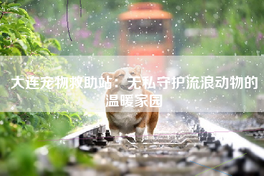 大连宠物救助站：无私守护流浪动物的温暖家园